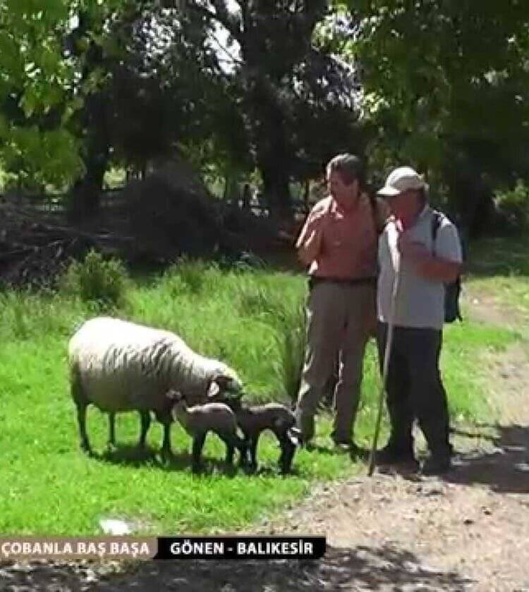 Çobanla Baş Başa